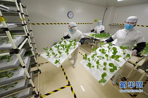 被生物科技重塑的餐盤 食物進(jìn)化簡(jiǎn)史